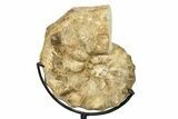 Cretaceous Ammonite (Mammites) Fossil with Metal Stand - Morocco #274597-2